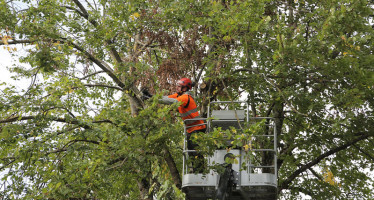Déviation pour élagage et abattage d’arbres situés sur la RD100