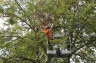 Déviation pour élagage et abattage d’arbres situés sur la RD100