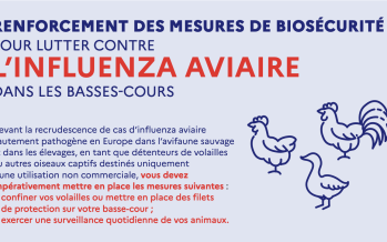 Influenza aviaire, mesures de protection des basses-cours et des exploitations